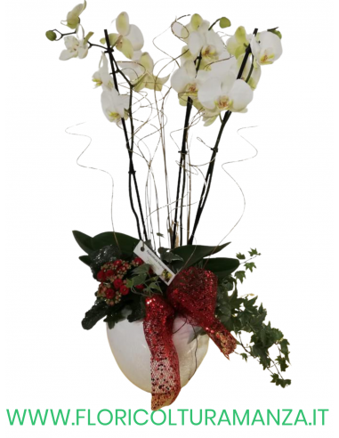 ORCHIDEE CON VASO IN CERAMICA