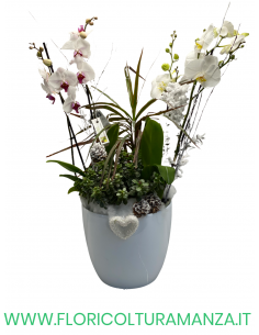 PHALENOPSIS BIANCA CON VASO IN CERAMICA