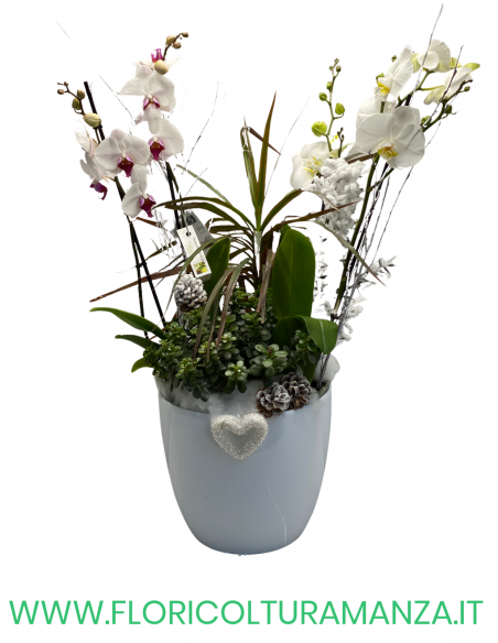 PHALENOPSIS BIANCA CON VASO IN CERAMICA