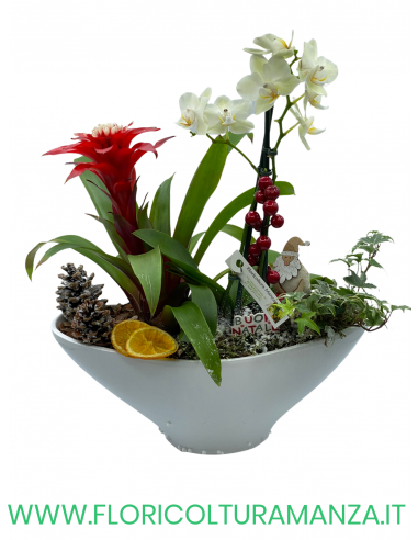 COMPOSIZIONE NATALIZIA CON VASO IN CERAMICA C2
