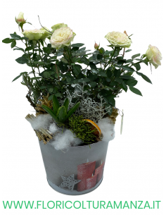 ROSA CON CESTINO NATALIZIO