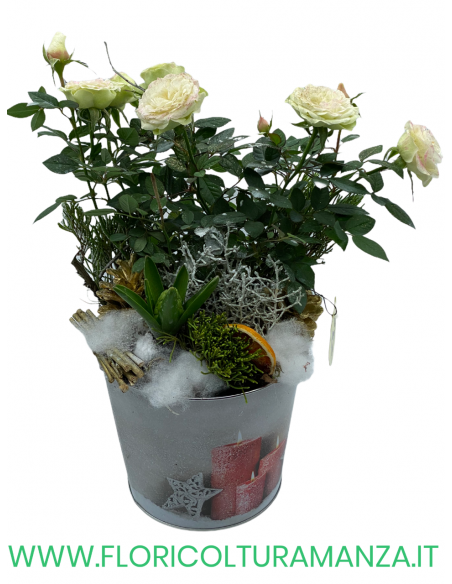 ROSA CON CESTINO NATALIZIO