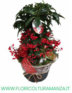 ARDISIA CON CESTINO