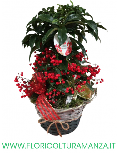 ARDISIA CON CESTINO