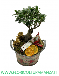 FICUS BONSAI GINSENG NATALIZIO VASO IN LATTA