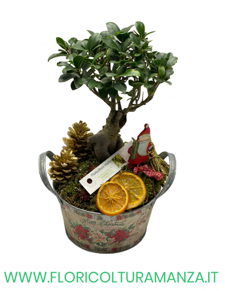 FICUS BONSAI GINSENG NATALIZIO VASO IN LATTA