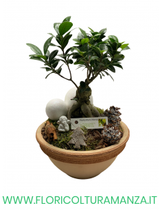 FICUS BONSAI GINSENG NATALIZIO VASO IN COTTO
