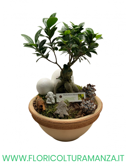 FICUS BONSAI GINSENG NATALIZIO VASO IN COTTO