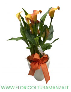 CALLA CON VASO IN CERAMICA
