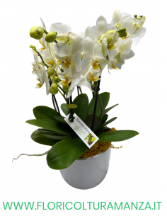ORCHIDEA PHALAENOPSIS CON VASO IN CERAMICA