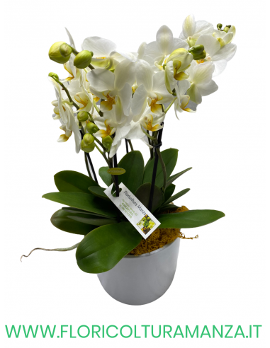 ORCHIDEA PHALAENOPSIS CON VASO IN CERAMICA