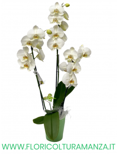 PHALAENOPSIS BIANCA
