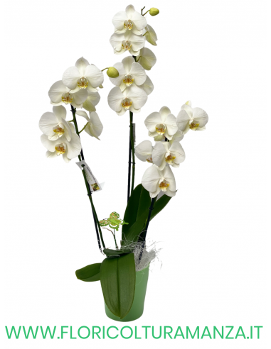 PHALAENOPSIS BIANCA