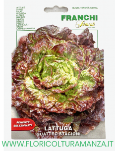 LATTUGA QUATTRO STAGIONI