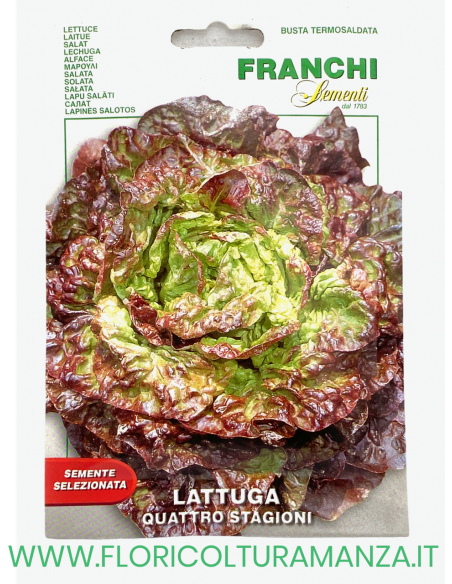 LATTUGA QUATTRO STAGIONI