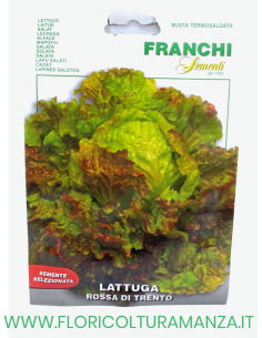 LATTUGA ROSSA DI TRENTO