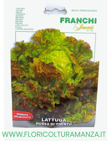 LATTUGA ROSSA DI TRENTO