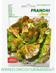 LATTUGA CANASTA