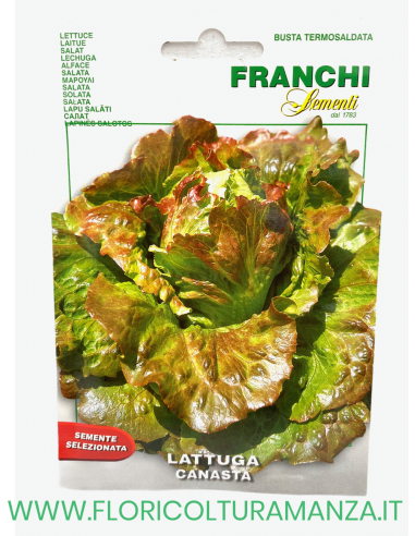 LATTUGA CANASTA