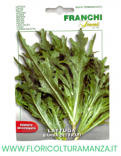 LATTUGA BARBA DEI FRATI