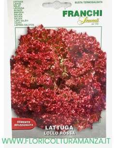 LATTUGA LOLLO ROSSA