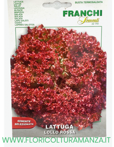 LATTUGA LOLLO ROSSA
