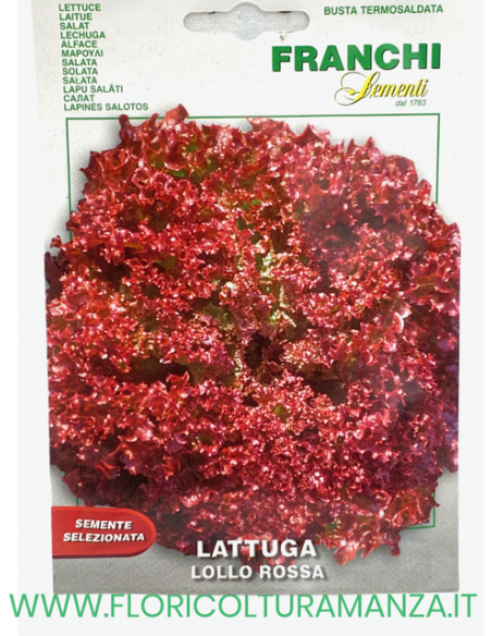 LATTUGA LOLLO ROSSA