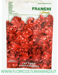 LATTUGA ROSSA RICCIOLINA
