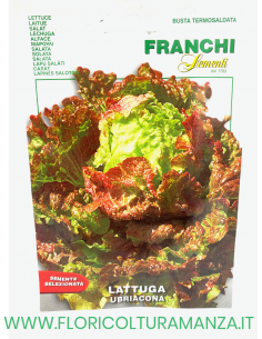 LATTUGA UBRIACONA