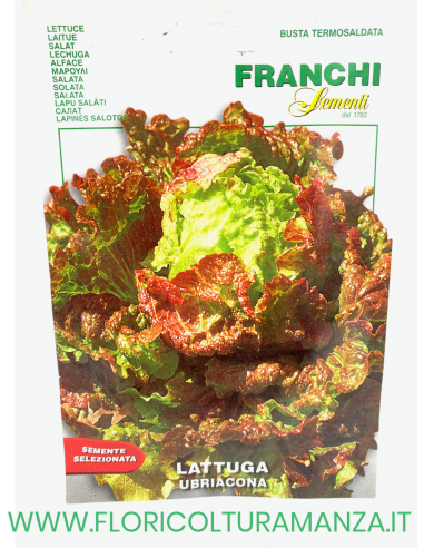 LATTUGA UBRIACONA