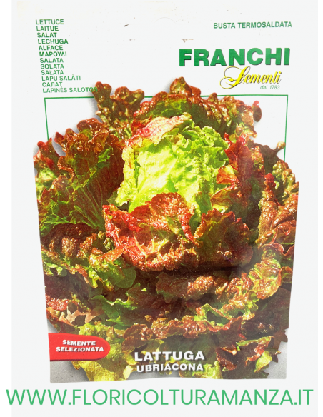 LATTUGA UBRIACONA