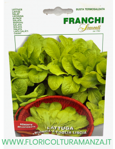 LATTUGA BIONDA A FOGLIA LISCIA