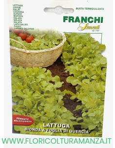 LATTUGA BIONDA A FOGLIA DI QUERCIA