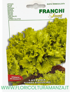 LATTUGA BIONDA RICCIOLINA