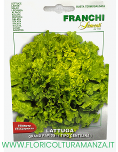LATTUGA GRAND RAPIDS (TIPO GENTILINA)