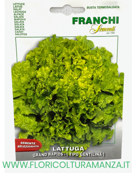 LATTUGA GRAND RAPIDS (TIPO GENTILINA)