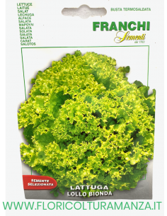 LATTUGA LOLLO BIONDA