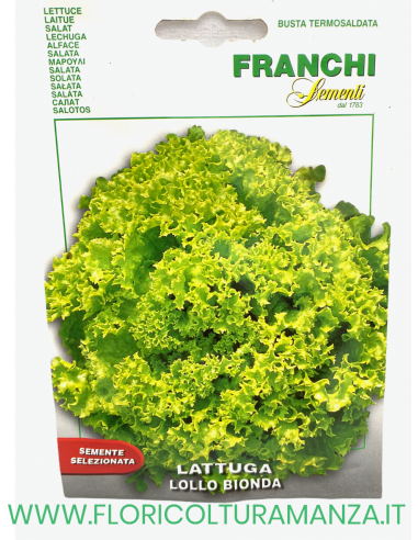 LATTUGA LOLLO BIONDA