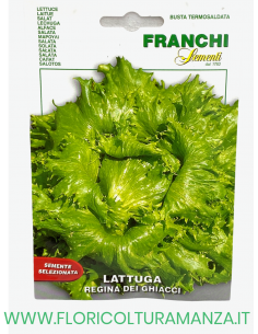 LATTUGA REGINA DEI GHIACCI