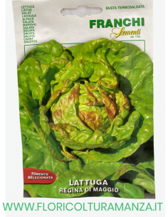 LATTUGA REGINA DI MAGGIO