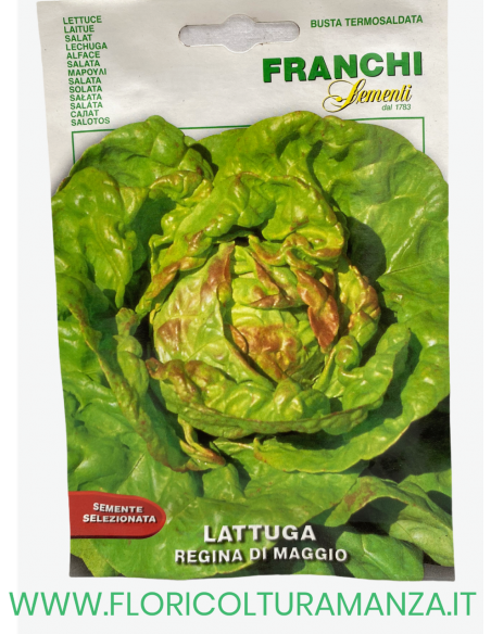 LATTUGA REGINA DI MAGGIO