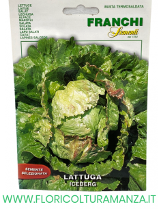 LATTUGA ICEBERG