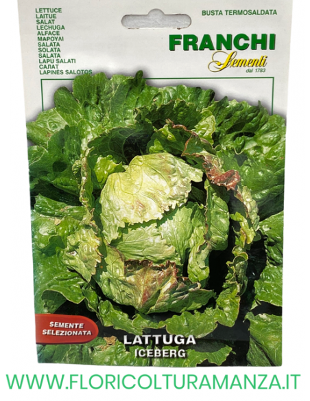 LATTUGA ICEBERG