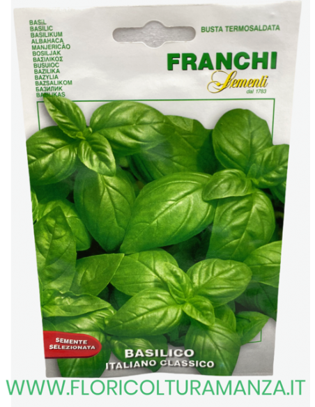 BASILICO ITALIANO CLASSICO