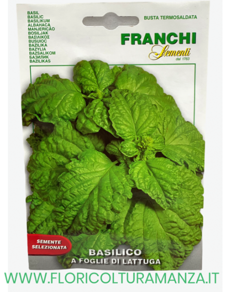 BASILICO A FOGLIE DI LATTUGA