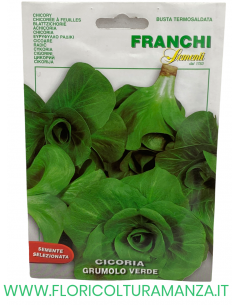 CICORIA GRUMOLO VERDE