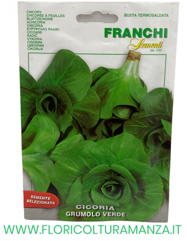 CICORIA GRUMOLO VERDE