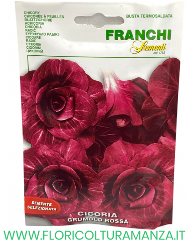 CICORIA GRUMOLO ROSSA