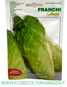 CICORIA PAN DI ZUCCHERO