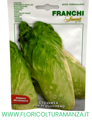 CICORIA PAN DI ZUCCHERO